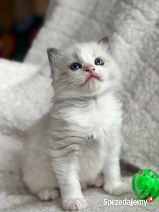 kocurek RAGDOLL blue bicolor rodowód łódzkie Skierniewice
