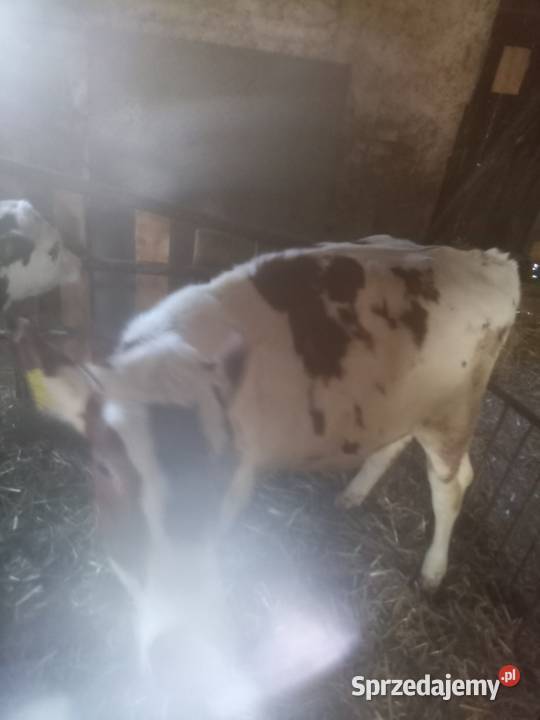 Sprzedam jałówkę wielkopolskie Ostrów Wielkopolski