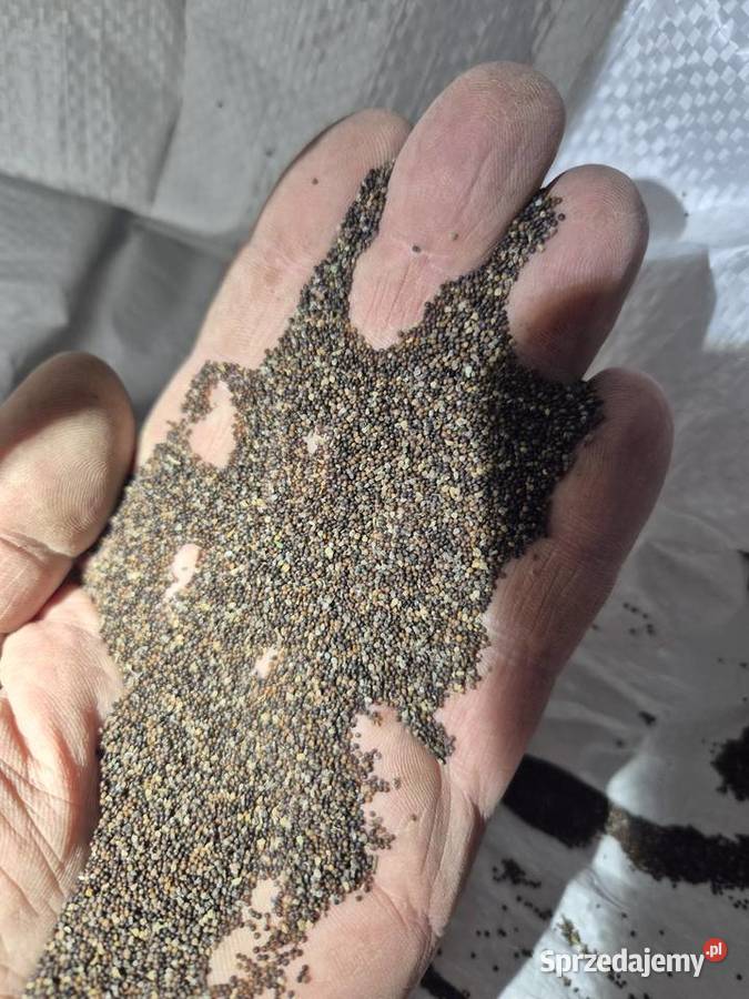 Tymianek nasiona Krasnystaw