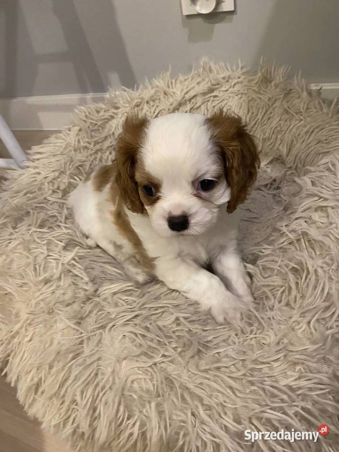 Cavalier king charles spaniel Kielce