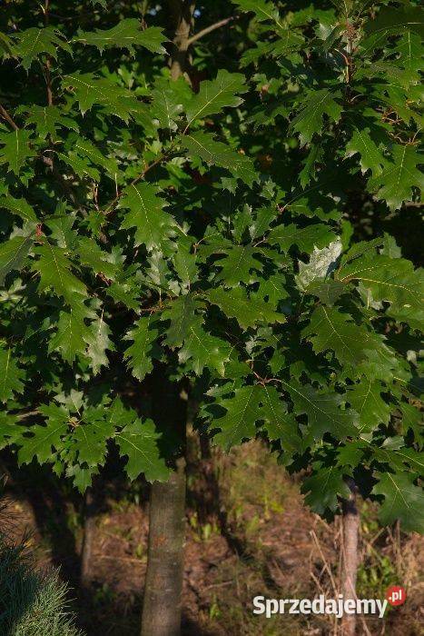 Dąb czerwony Quercus rubra obwód 810 z gruntu sprzedam