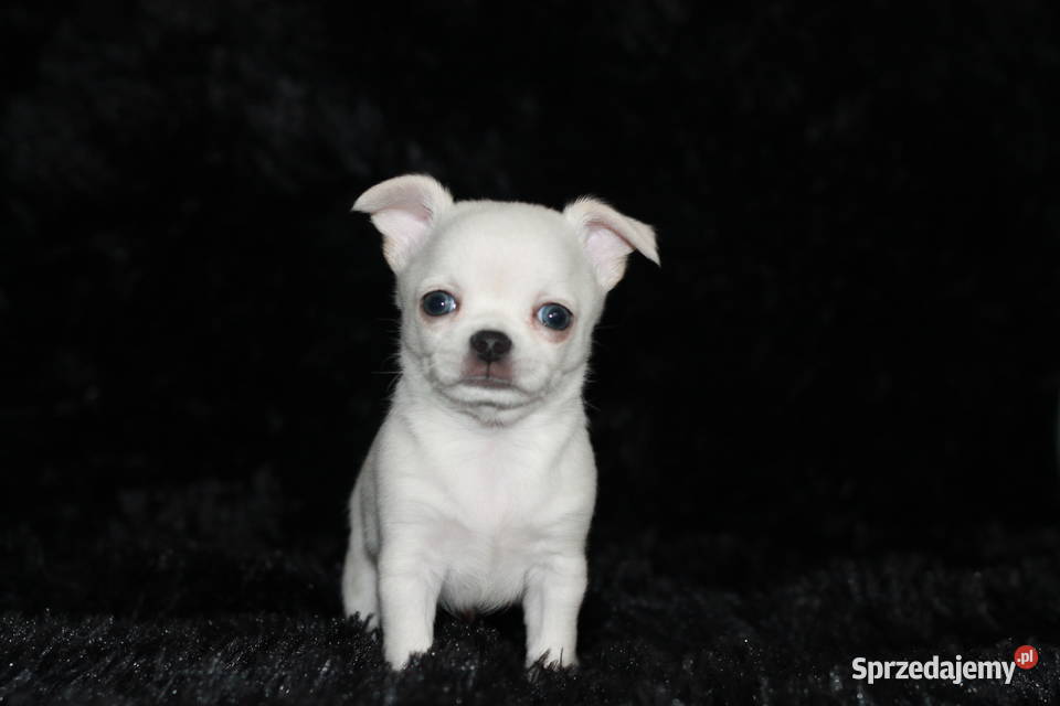 Chihuahua chłopiec ZKwP FCI prawdziwy rodowód Chihuahua Świnoujście sprzedam