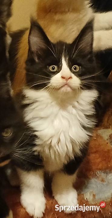 Maine Coon kocurki Warszawa Koty