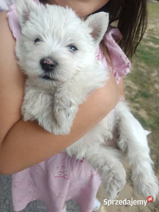 Szczeniaki rasy West Highland White Terrier West Highland White Terrier