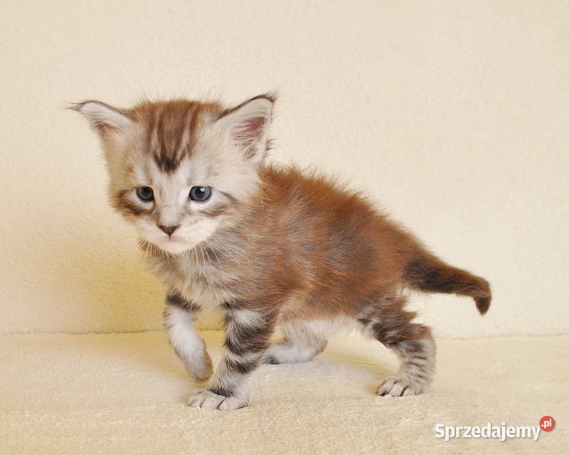 Sliczny kocurek z Rodowodem WCFPZF Legalna Białystok