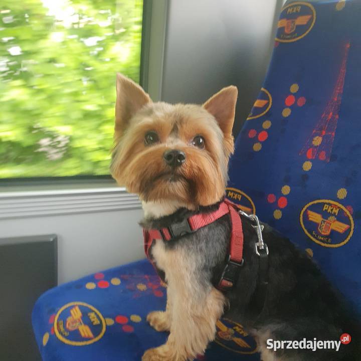 Sprzedam Pieski York