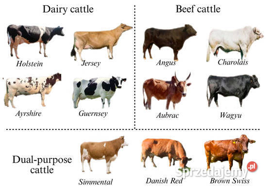Skup bydła rzeźnego Odbiór własnym transportem Zgierz