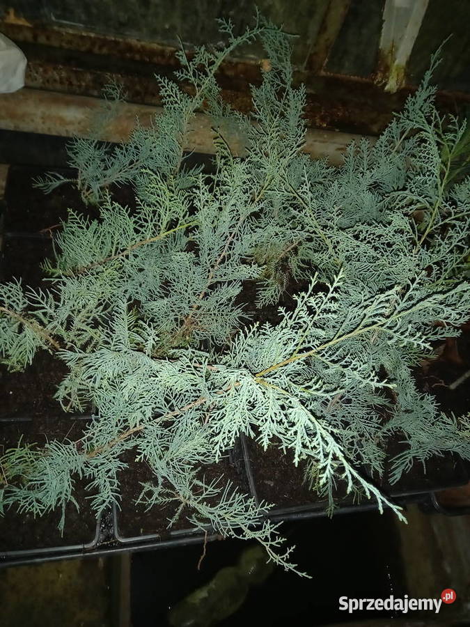 thuja plozaca Strzegom