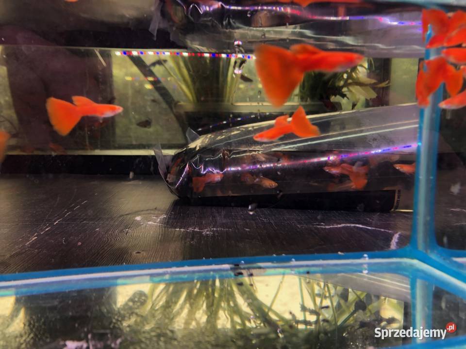 Gubik Full Red Albino Justynów