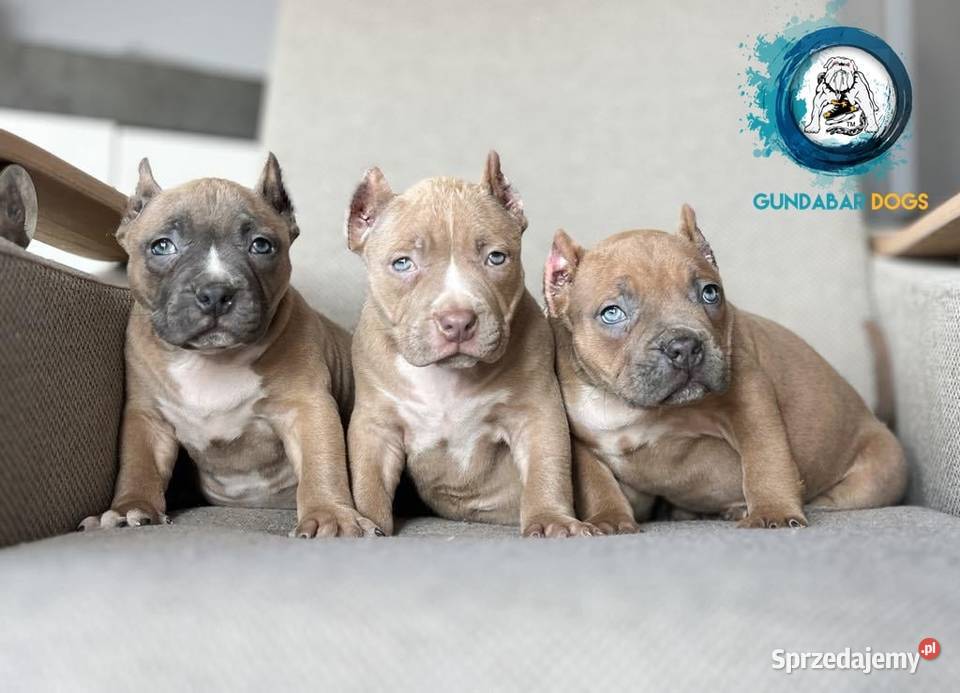 American Bully ABKC Gundabar Dogs suczka Koło sprzedam