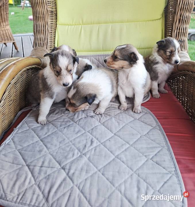 Owczarek Szkocki Collie Szczeniaki SUCZKI Owczarek Olesno
