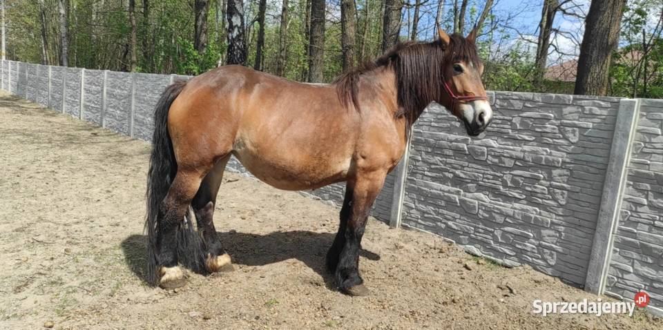 Klacz źrebna 45 letnie Majdan Sieniawski