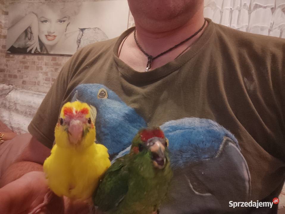 Ręcznie karmione papużki Modrolotki sprzedam Zgierz