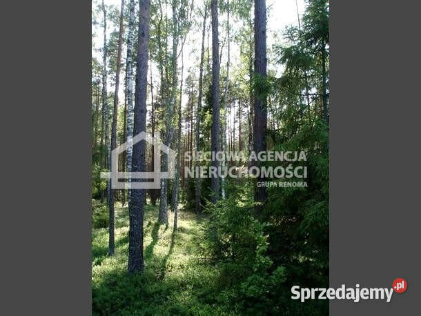 Działka 3015 metrów Wrzeście Sprzedaż pomorskie