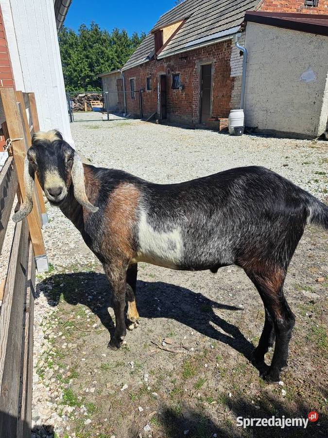 Roczny kozioł anglonubijski Kowalewo
