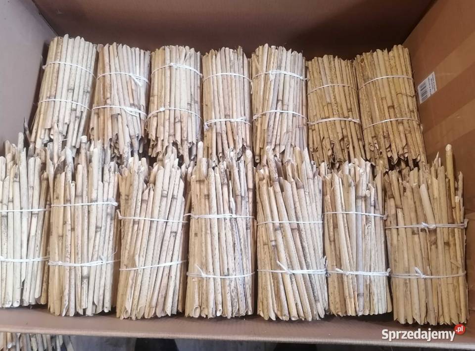 Trzcina do murarki Jeżewo Nowe