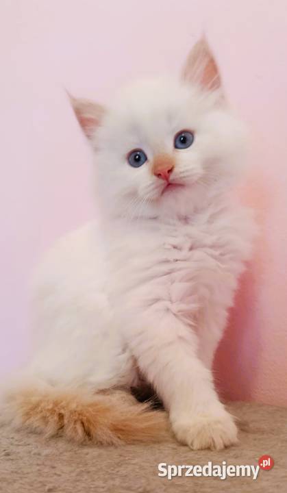 Śliczny kocurek Syberyjski Neva Masquerade Sochaczew