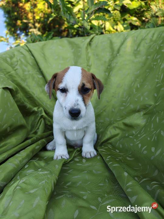 Wzorcowy Jack Russell terrier Doskonała budowa opolskie Krapkowice