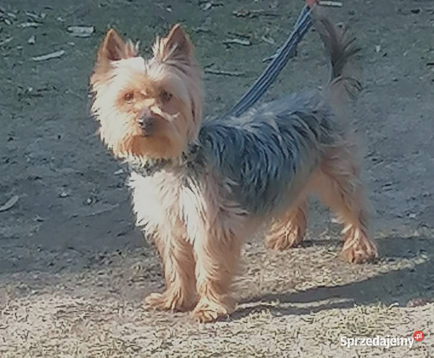 Yorkpiesek Falęcice