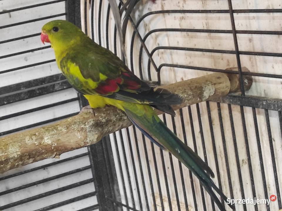 Papuga górska samiec Garwolin