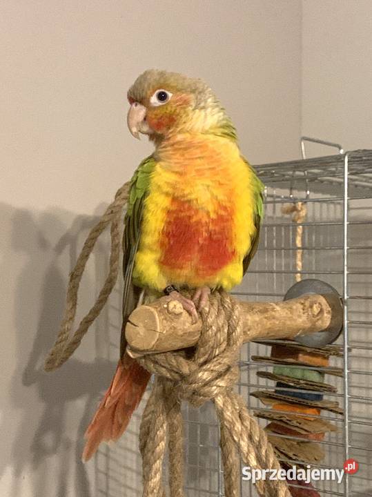 Rudosterka pomorskie