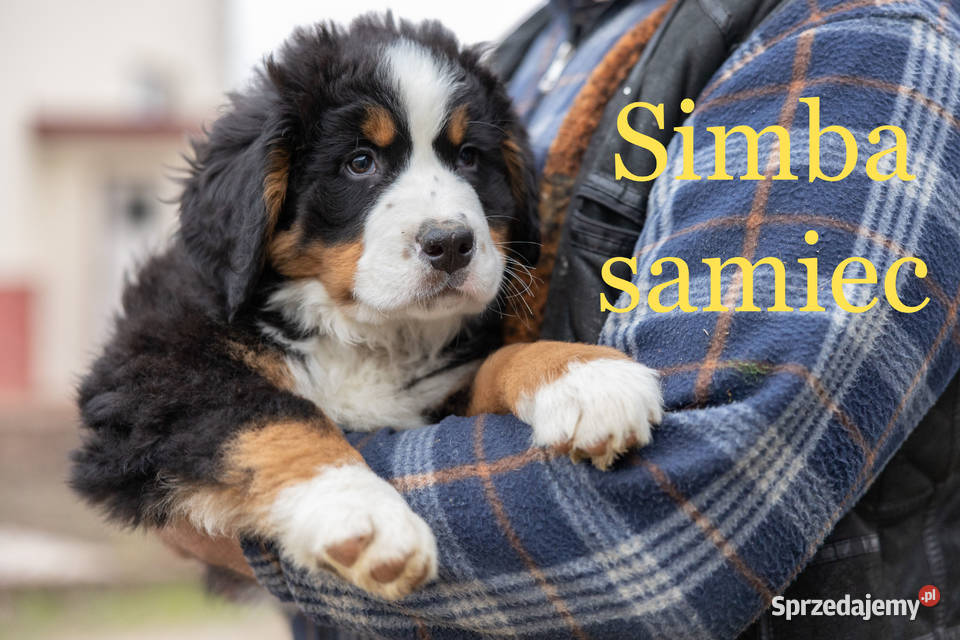 Szczeniaki Berneński Pies Pasterki Podlasie