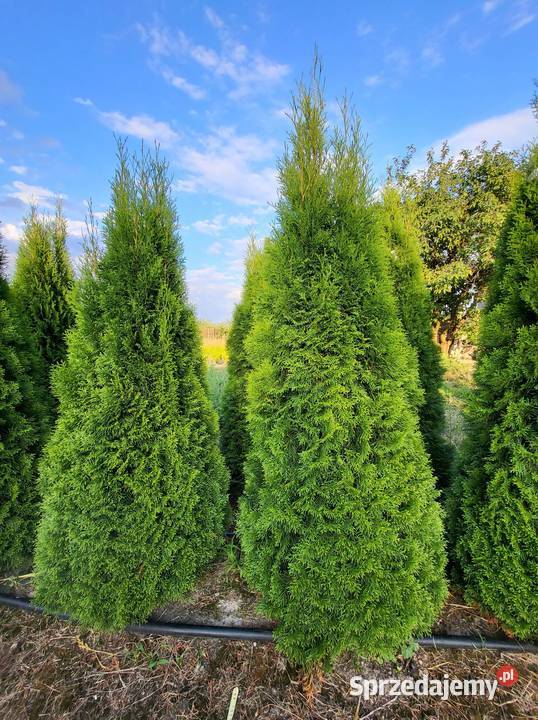 Tuja Tuje Szmaragd 160180 Transport Sadzenie Mogielnica