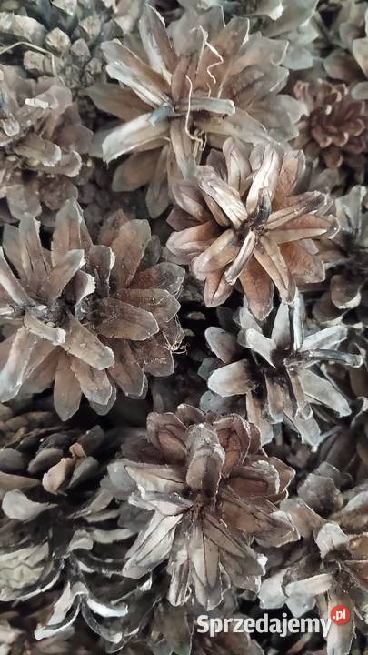 Szyszki sosnowe modrzewiowe swierkowe Wola Jasienicka