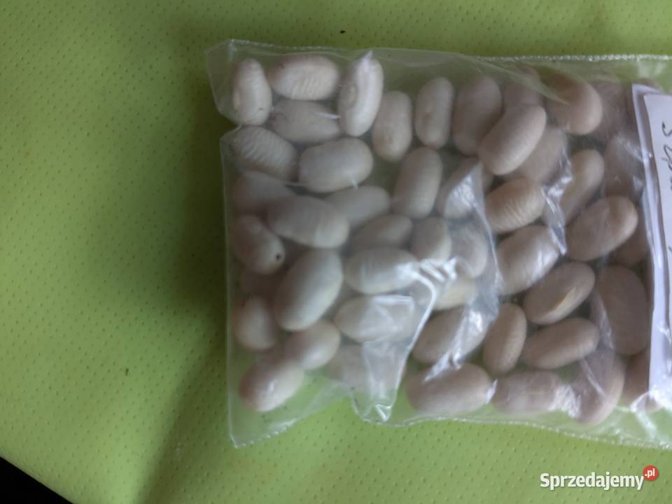 Mix fasola tyczna i karłowa szparagowa Nasiona Kraków