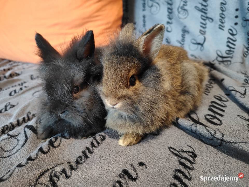 Królik miniaturka Lewek baranek długowłosy sprzedam