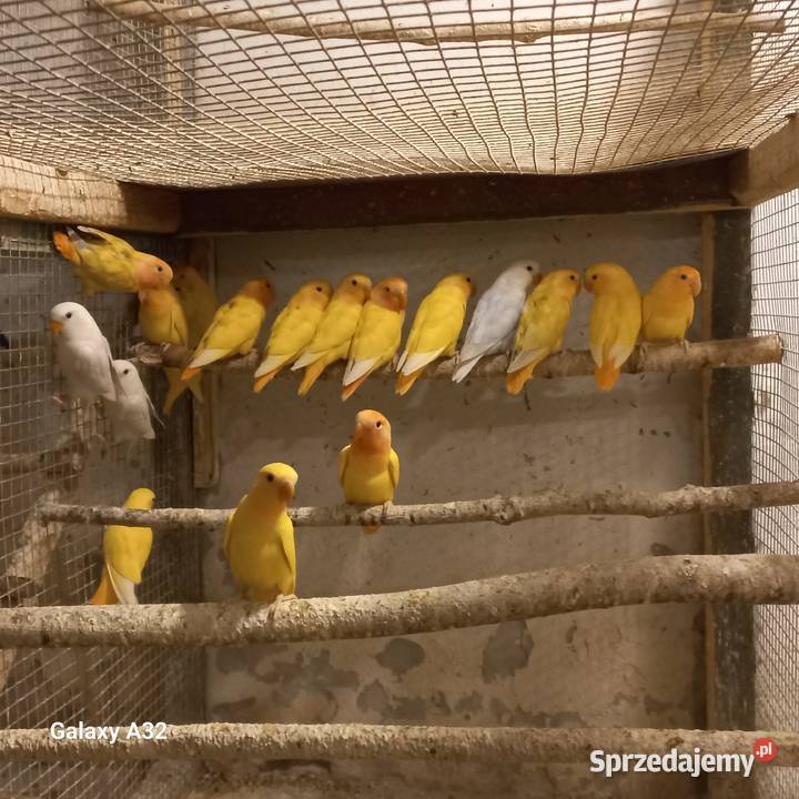 Nierozłączki czerwonoczelne 2025r Garwolin