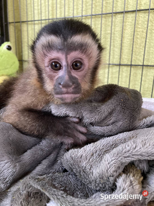 Małkpa kapucynka czubata Kołobrzeg sprzedam