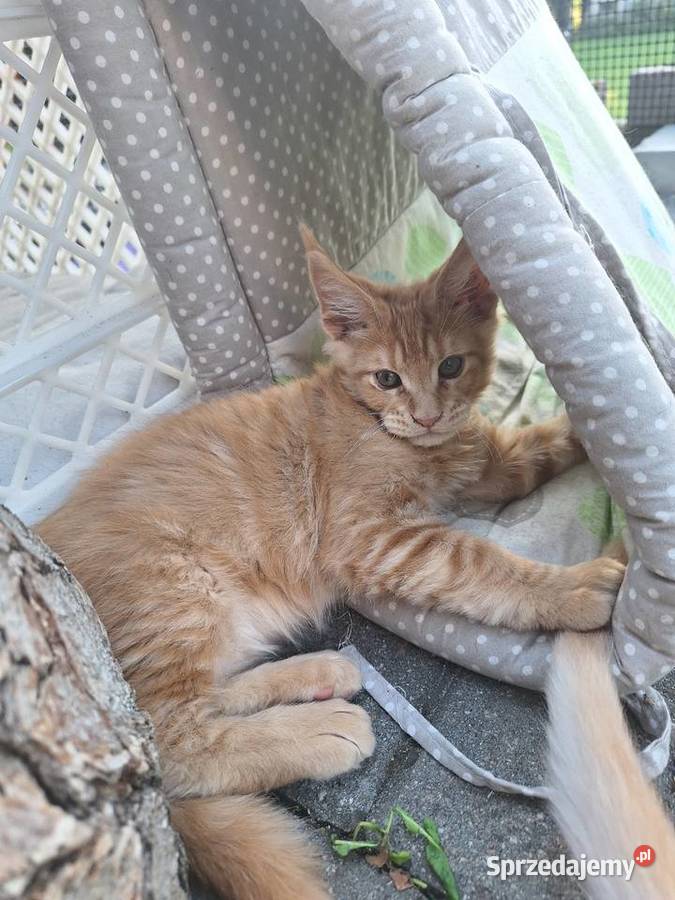 Piękny rudy Maine coon Żurawia