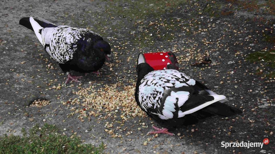 sprzedam gołębie Podborze