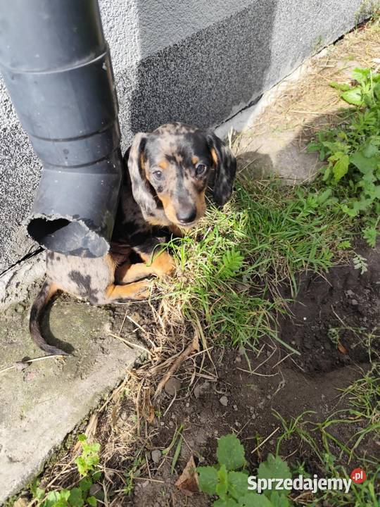 Jamnik krótkowłosy merle Ciechanów