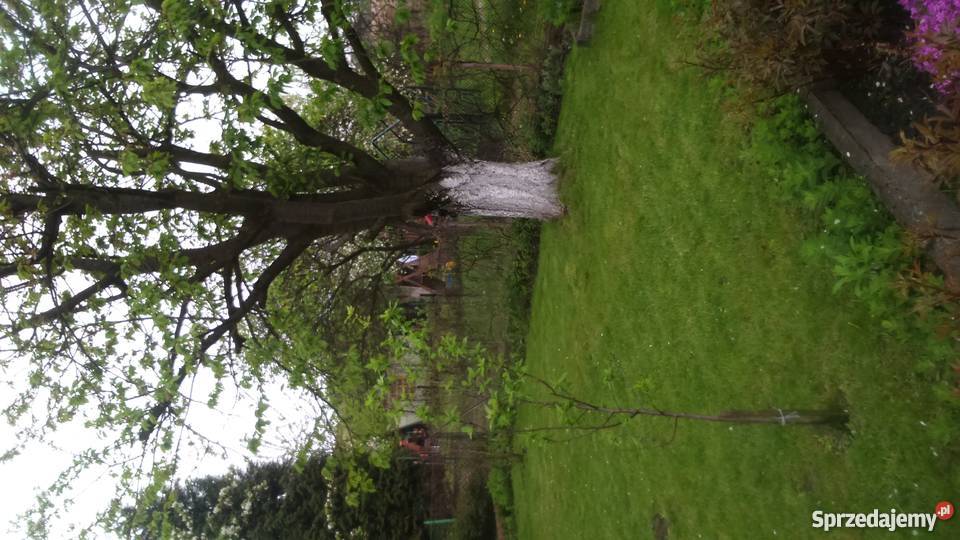 Ogródek działkowy Grunty i działki Zabrze