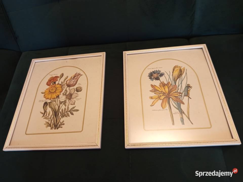 Stylowe 2 obrazki botaniczne przedstawiające mazowieckie