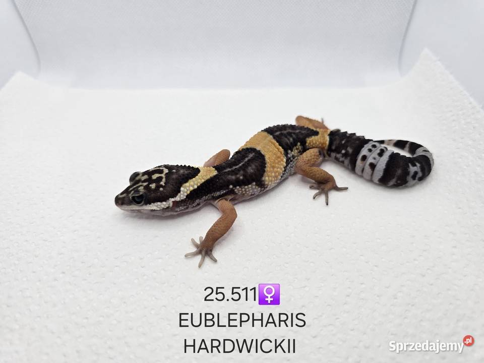 Eublepharis hardwickii gekon śląskie Zawiercie