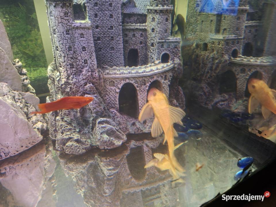 Sprzedam akwarium Pozostałe Nowy Targ