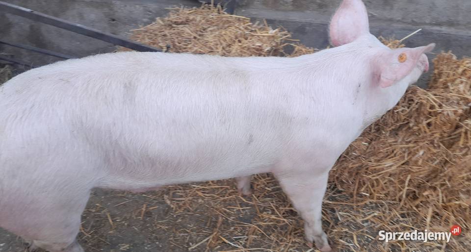 Knurek PBZ x WBP wielkopolskie Strzałkowo sprzedam