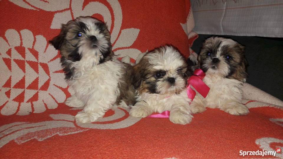 Sprzedam szczeniaki Shih tzu Psy Krosno