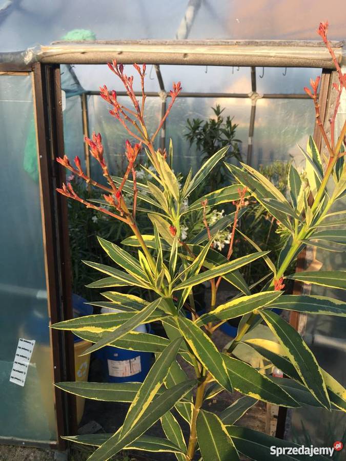 Oleander Variegata o pachnących kwiatach Rośliny Brzeźnica