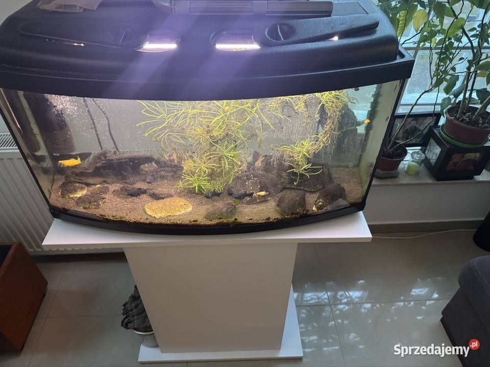 Akwarjum 105 L i 25L z rybami Akwarystyka