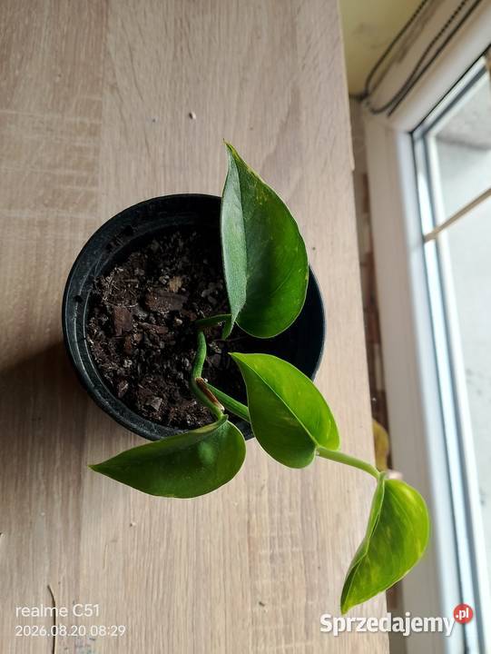 Epipremnum aureum Strzelce Krajeńskie sprzedam