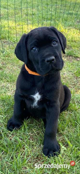 Cane corso Z Czarnych Palladynów FCI zachodniopomorskie Szczecin