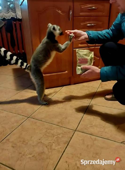 Sprzedam młode Lemury Katta Lemur catta oswojone śląskie Żory