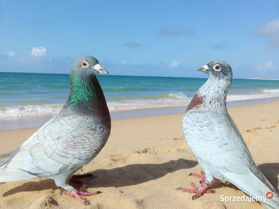 Gołębie Staropolskie i pocztowe Ptaki