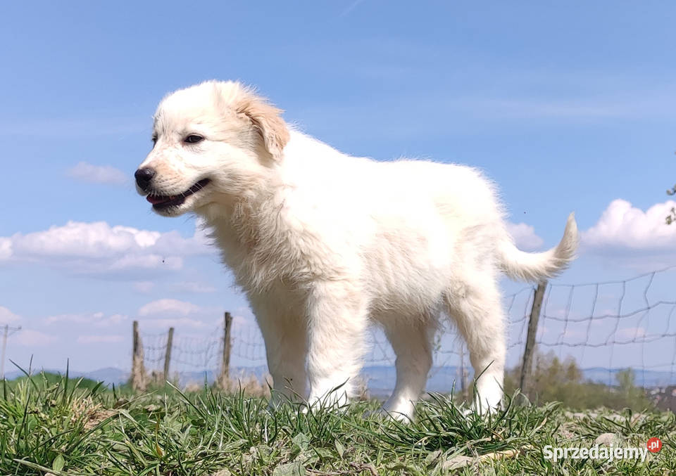 Rasowa suczka XJA eered Border Collie z pełną Iwonicz