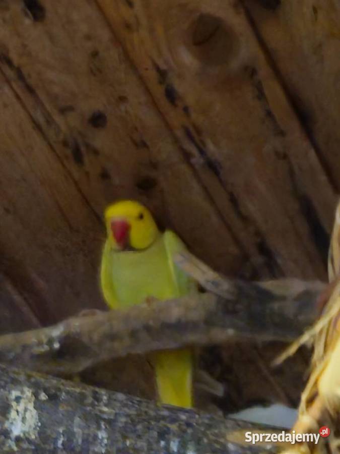 Sprzedam aleksandrette Mądre