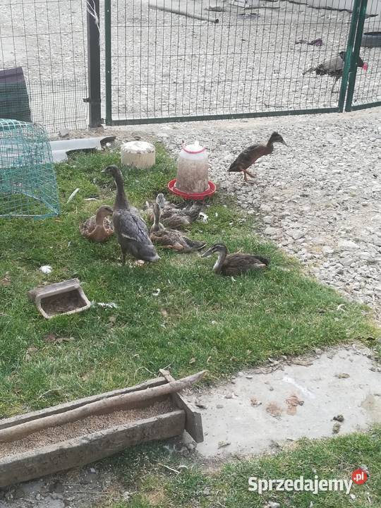 sprzedam kaczki biegusy 110 Drób i ptactwo świętokrzyskie Pińczów